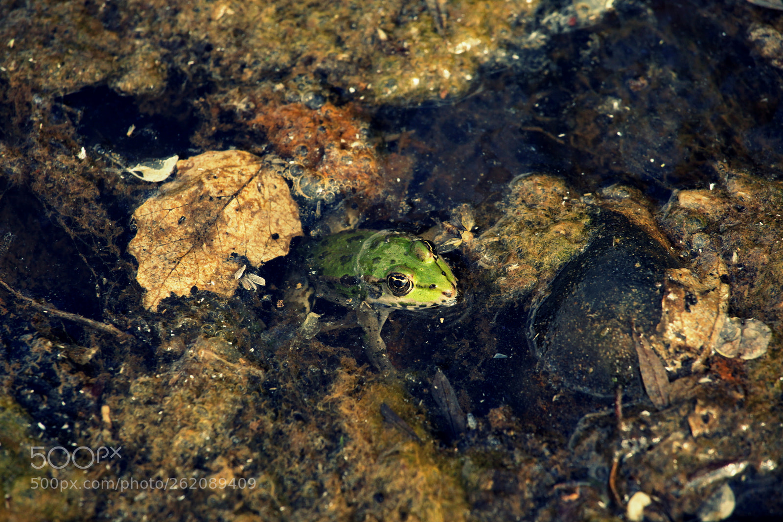 Canon EOS 5D Mark II sample photo. Stepped into the picture photography