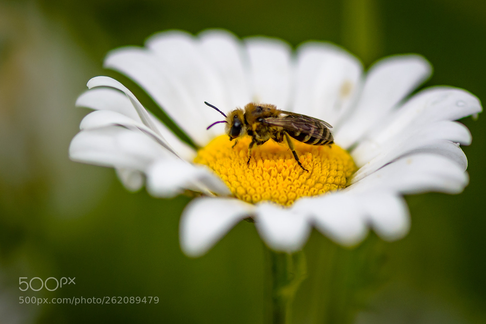 Nikon D800 sample photo. Daisy+bee photography