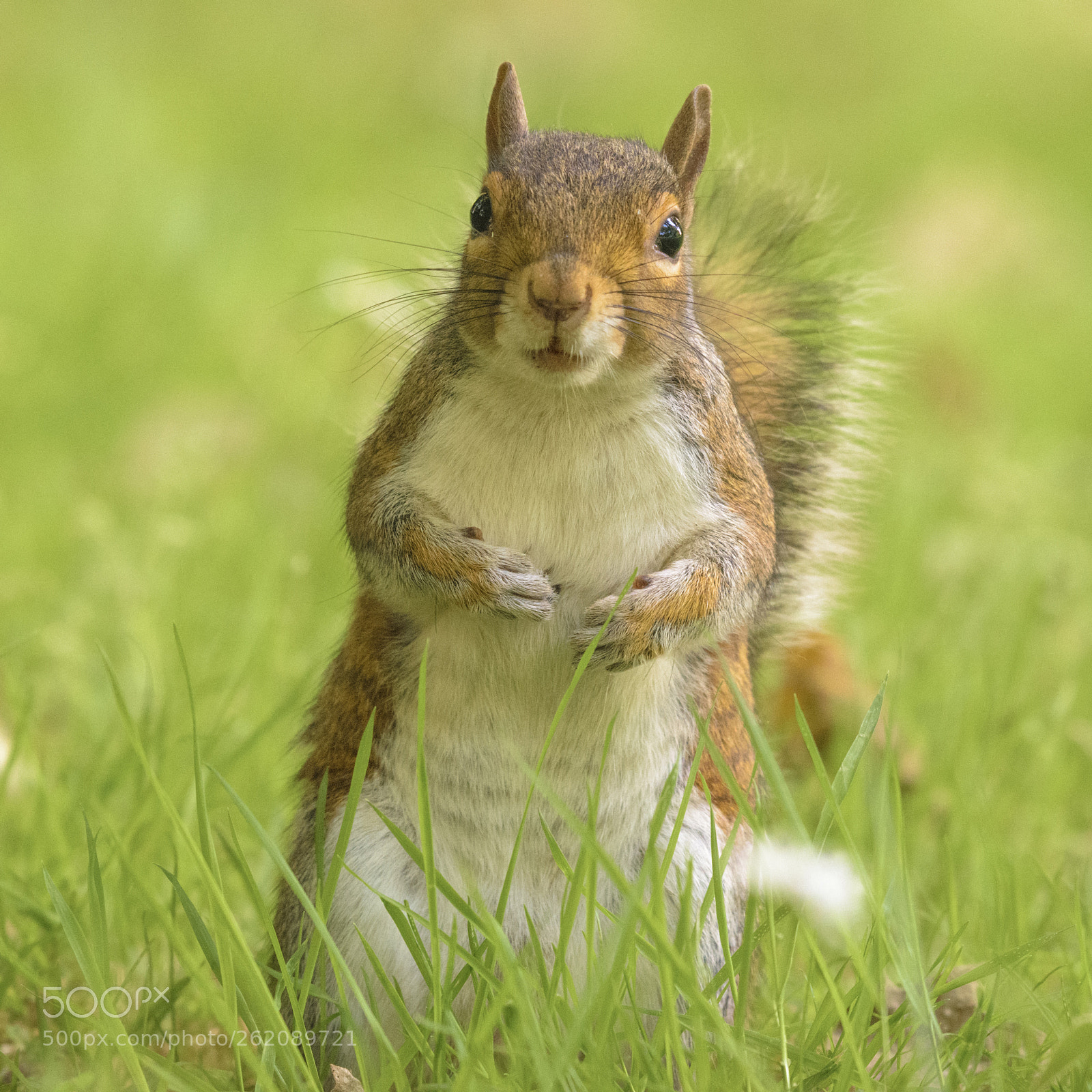 Nikon D3300 sample photo. Grey squirrel photography