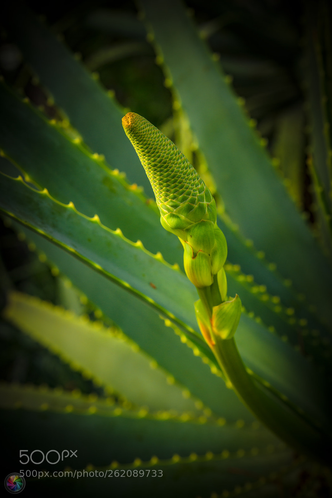 Sony a99 II sample photo. Botanischen gartens st.gallen photography