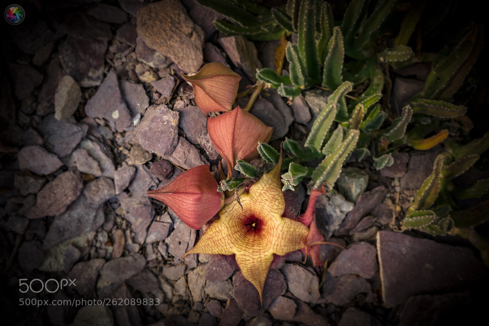 Sony a99 II sample photo. Botanischen gartens st.gallen photography