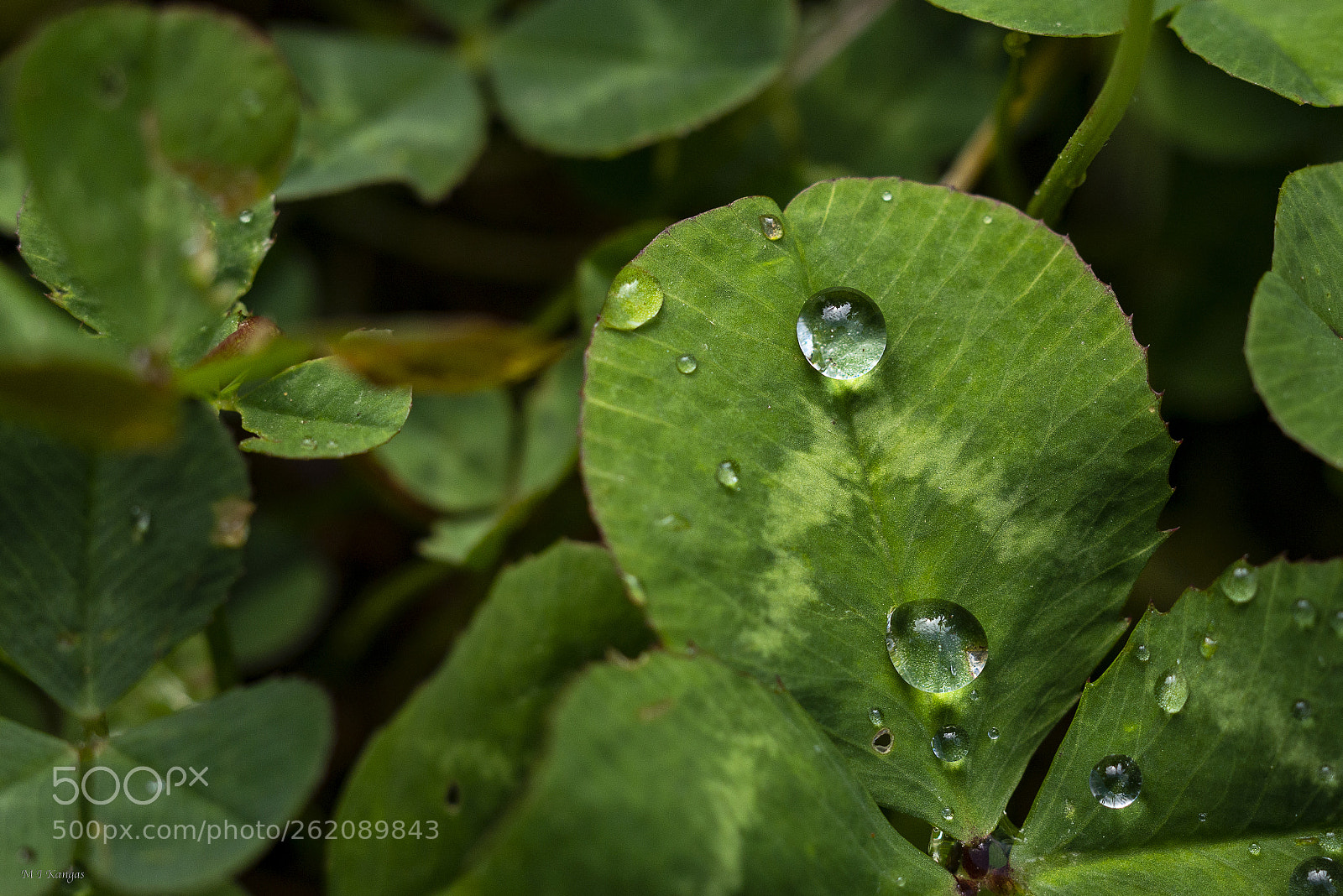 Nikon D610 sample photo. Water drops on the photography