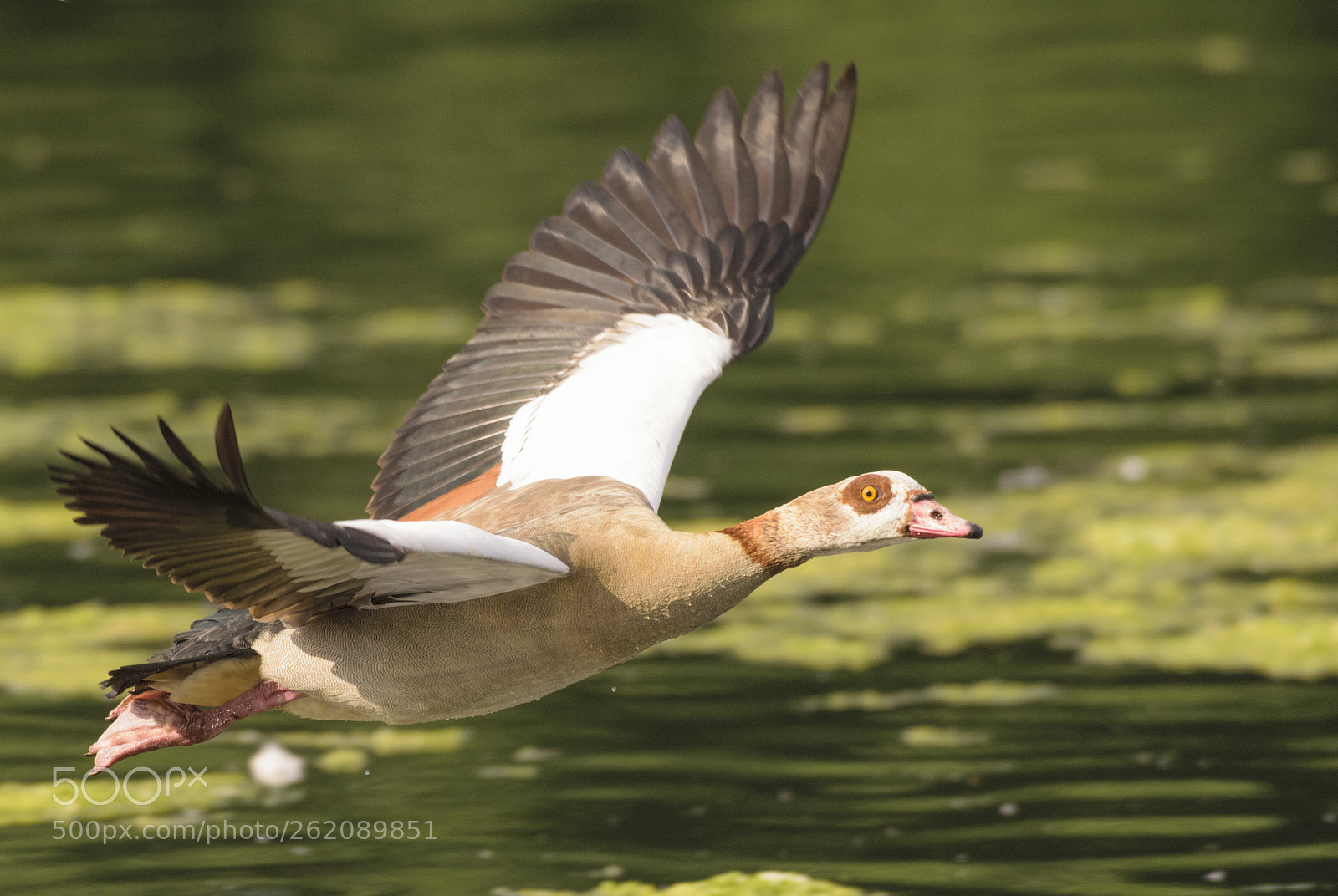 Nikon D3300 sample photo. Egyptian goose photography