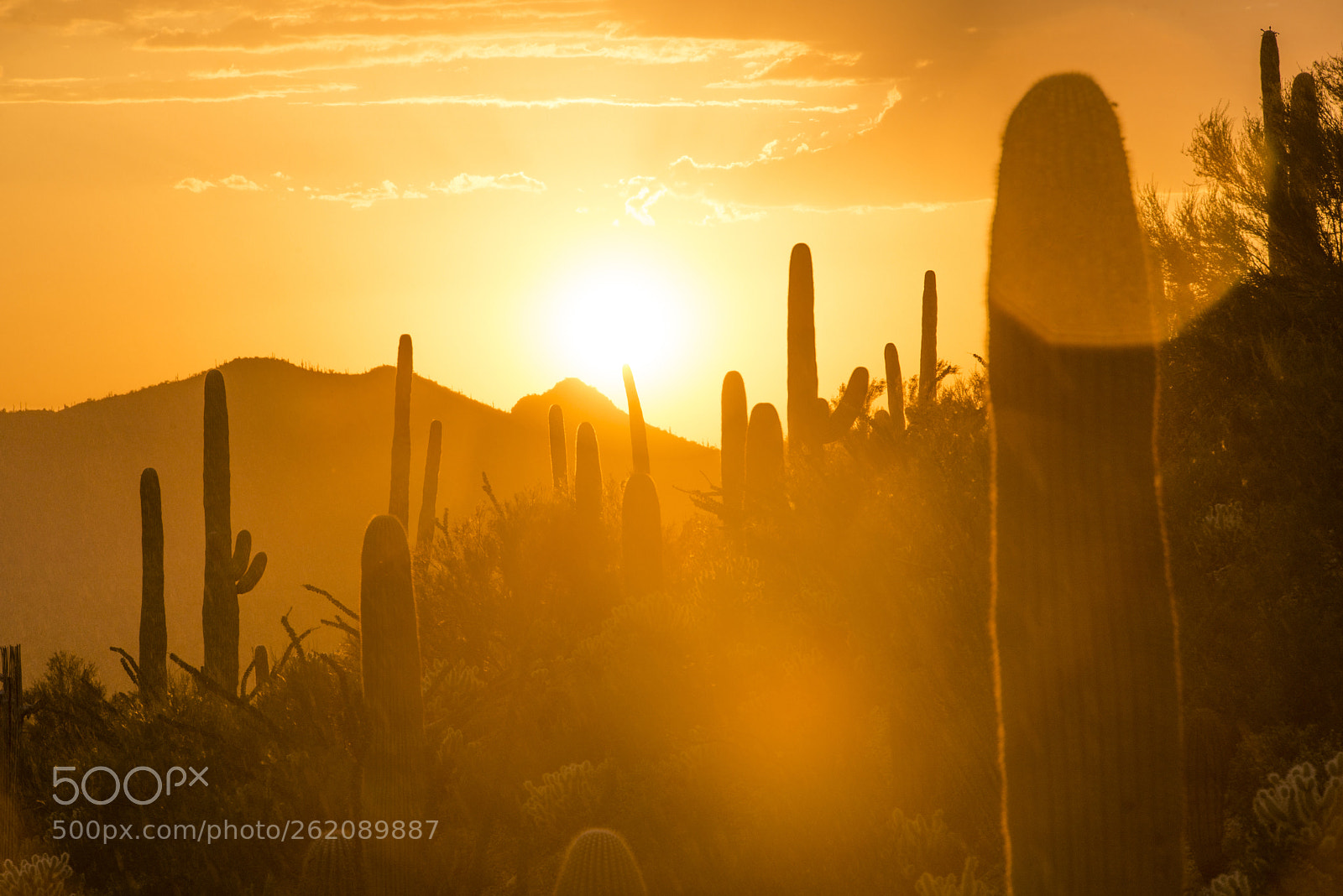 Nikon D600 sample photo. Golden cactus photography