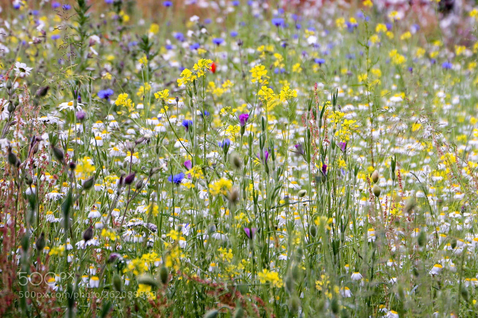Canon EOS 6D sample photo. The meadow photography
