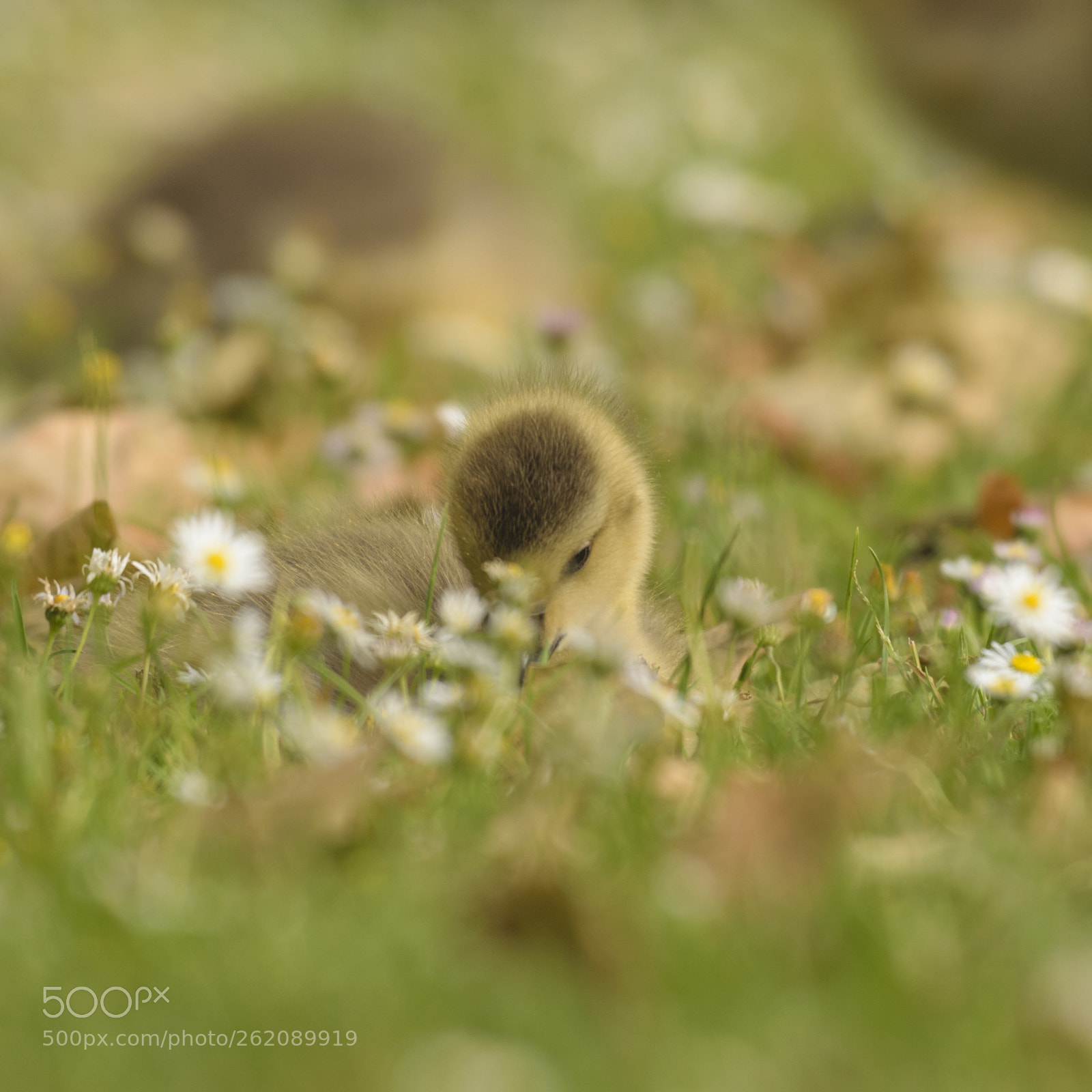 Nikon D3300 sample photo. Canada goose gosling photography