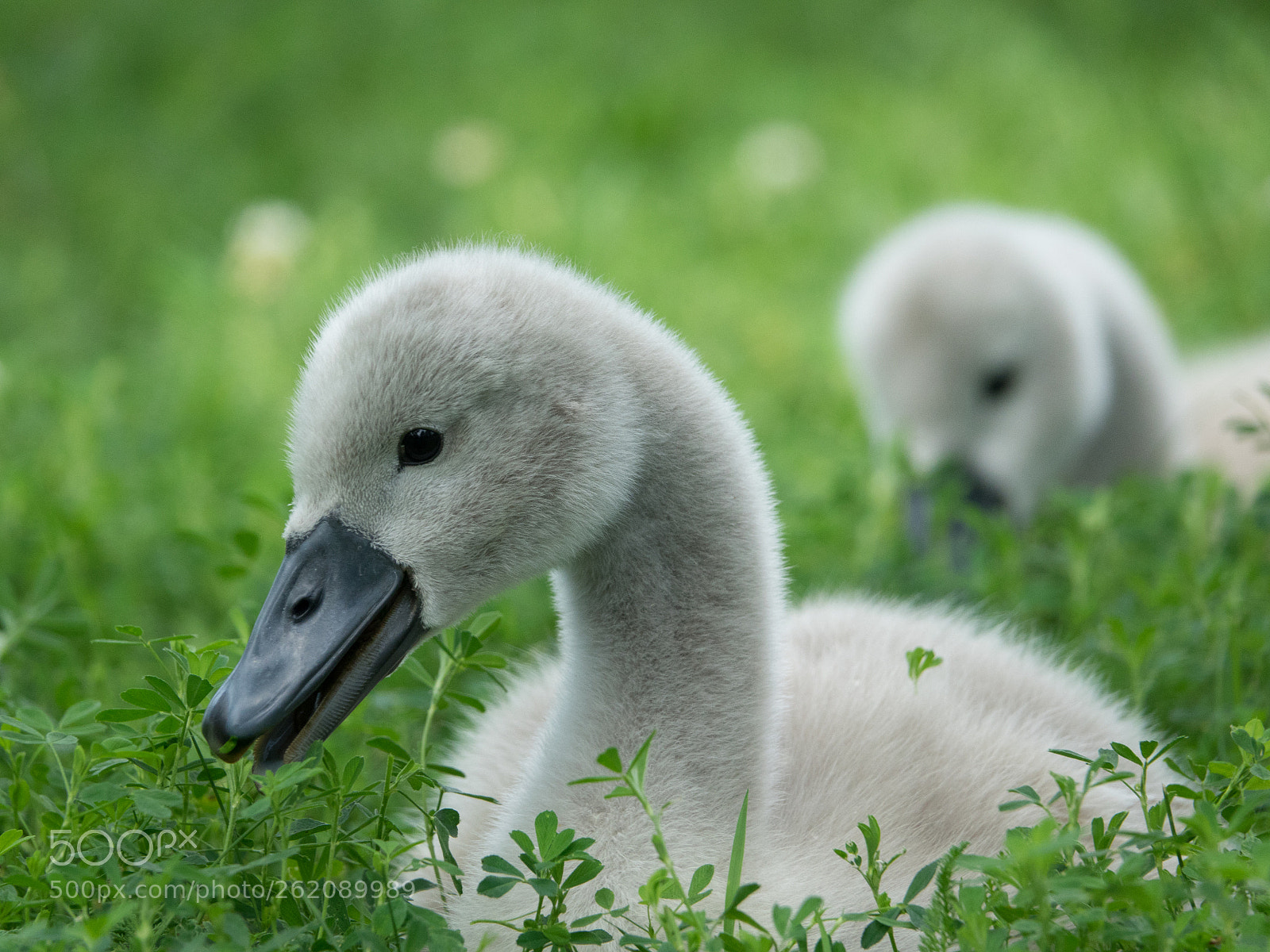 Sony Cyber-shot DSC-RX10 III sample photo. So hungry photography