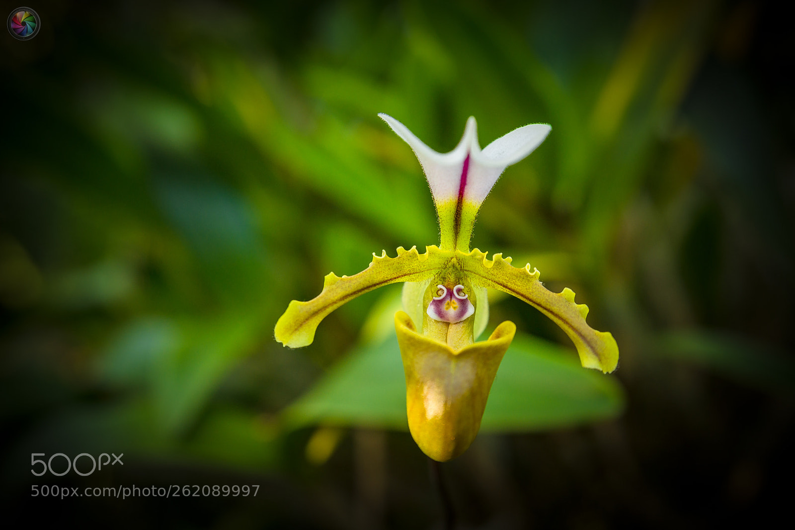 Sony a99 II sample photo. Botanischen gartens st.gallen photography