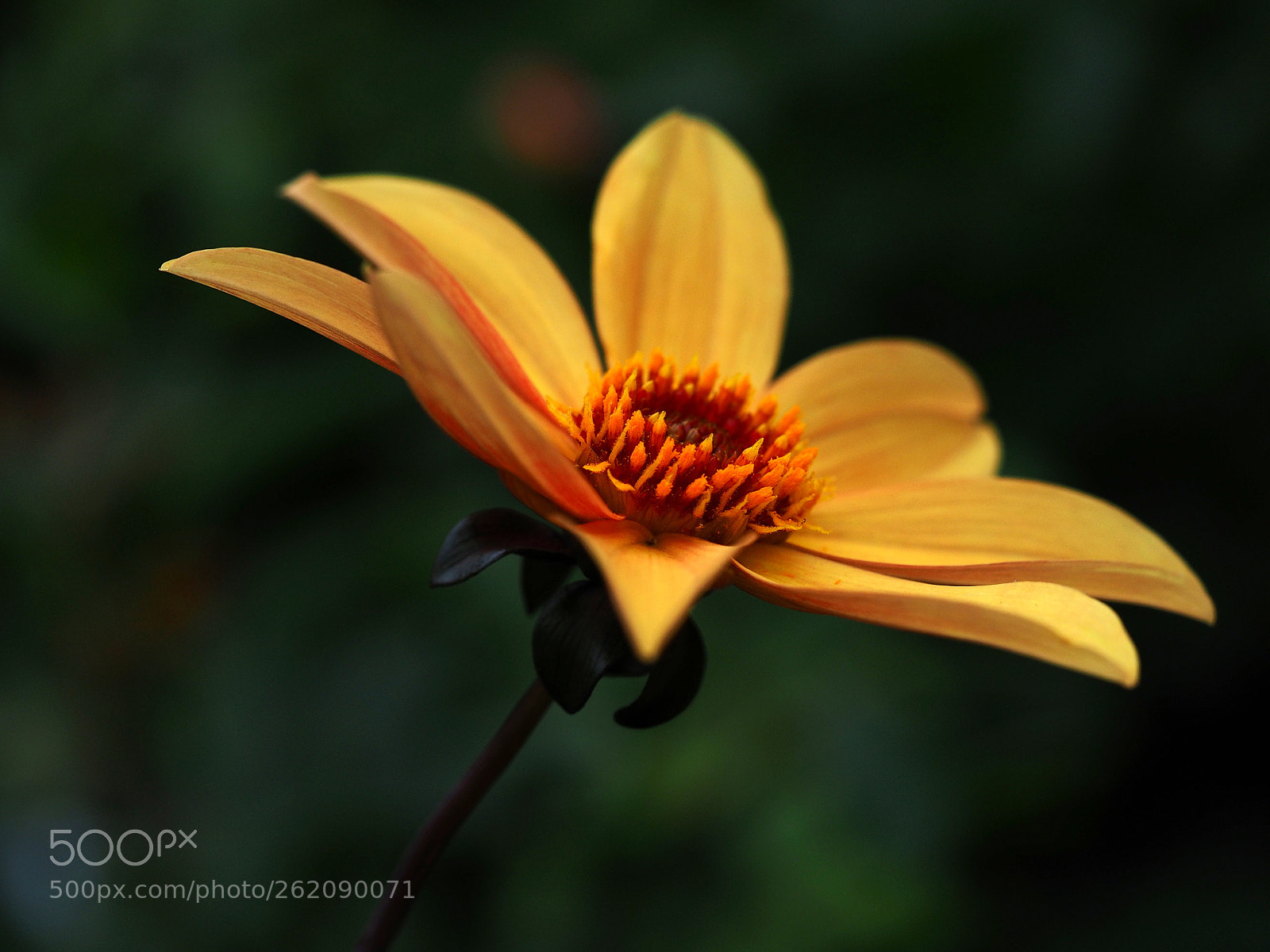 Olympus OM-D E-M1 sample photo. Yellow dahlia photography