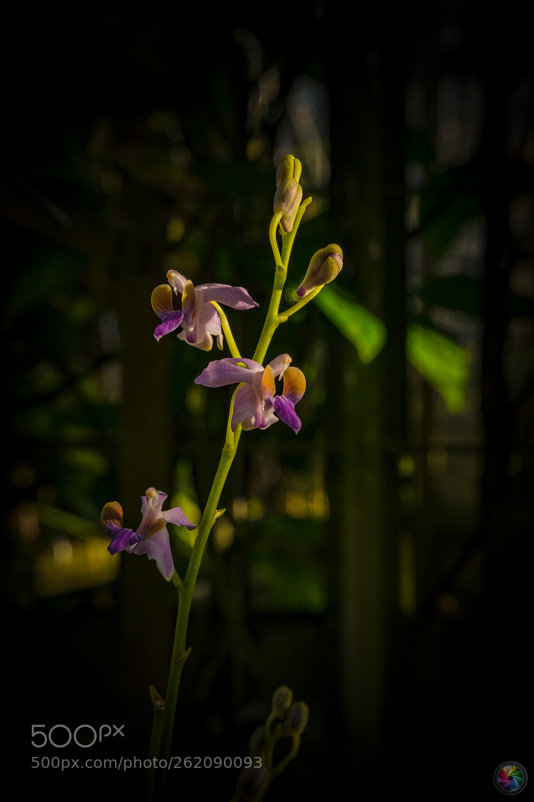 Sony a99 II sample photo. Botanischen gartens st.gallen photography