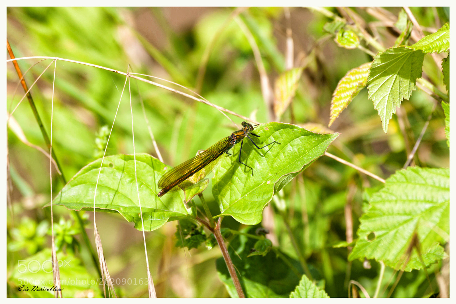 Canon EOS-1D Mark II sample photo. Untitled photography