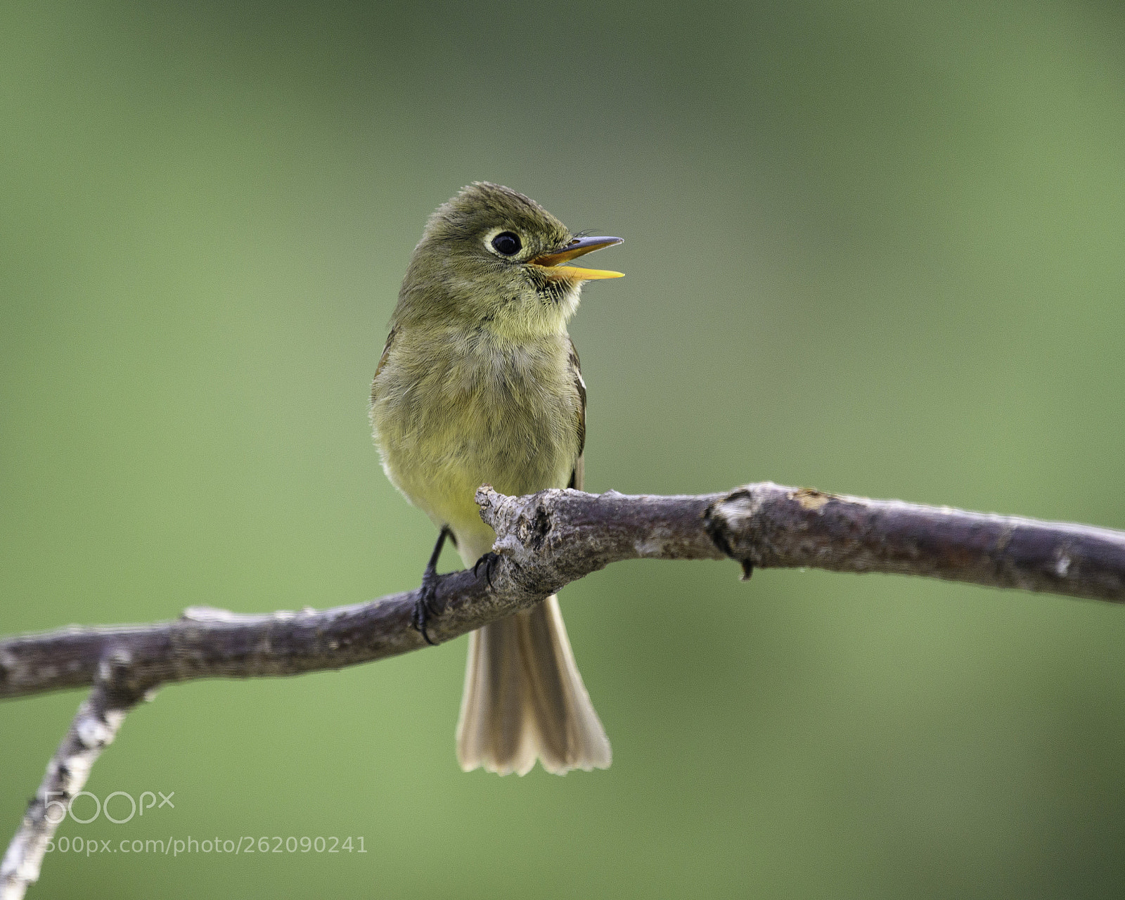 Nikon D500 sample photo. Cordilleran flycatcher photography