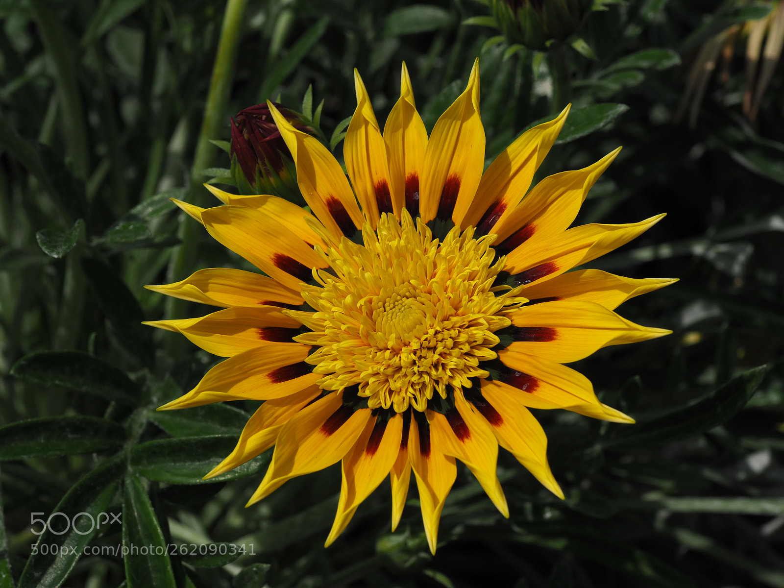 Olympus OM-D E-M1 Mark II sample photo. Flowering photography