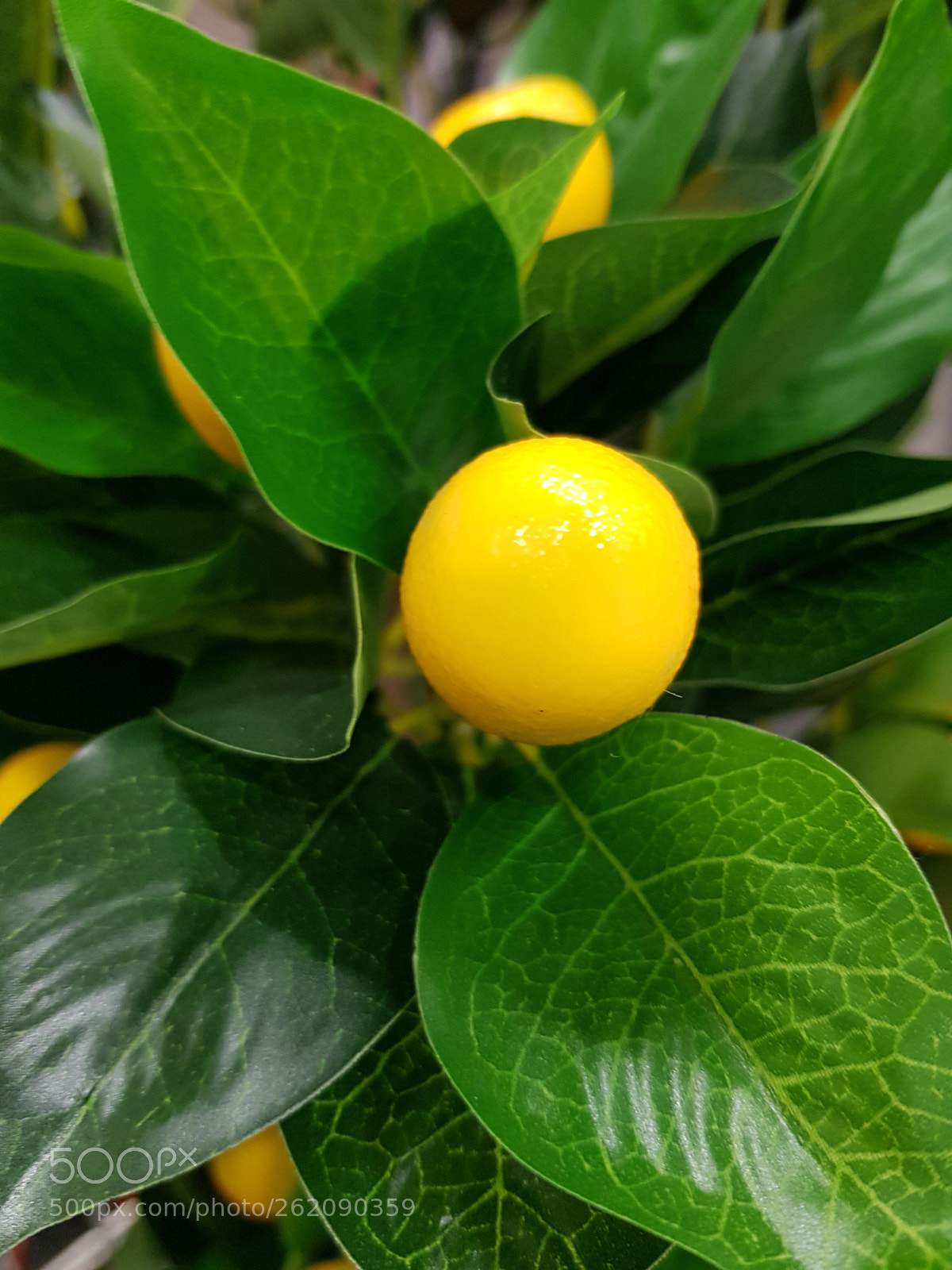 Samsung Galaxy S8 sample photo. Artificial lemon tree. photography