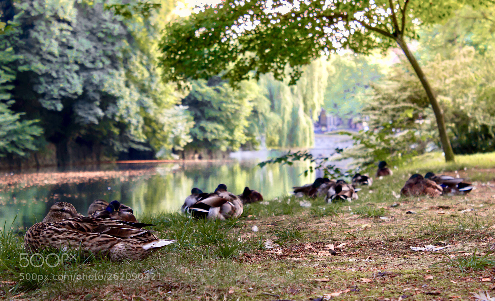Canon EOS 1200D (EOS Rebel T5 / EOS Kiss X70 / EOS Hi) sample photo. Detmold park photography