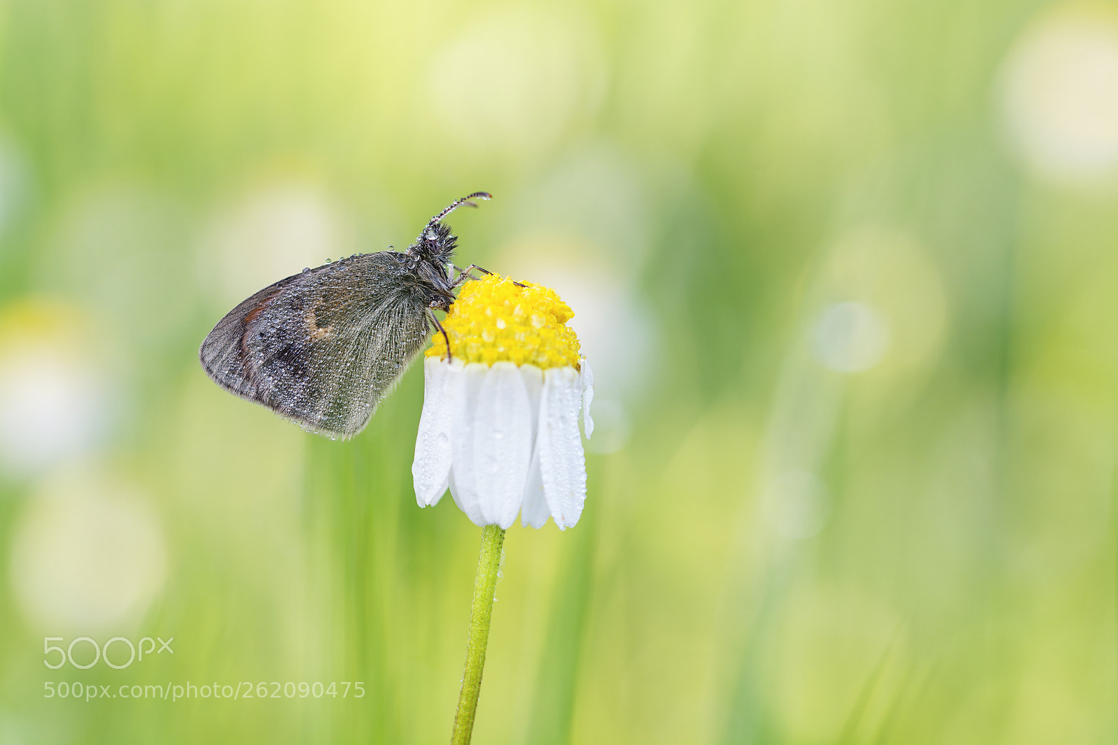 Nikon D7100 sample photo. Coenonympha pamphilus photography