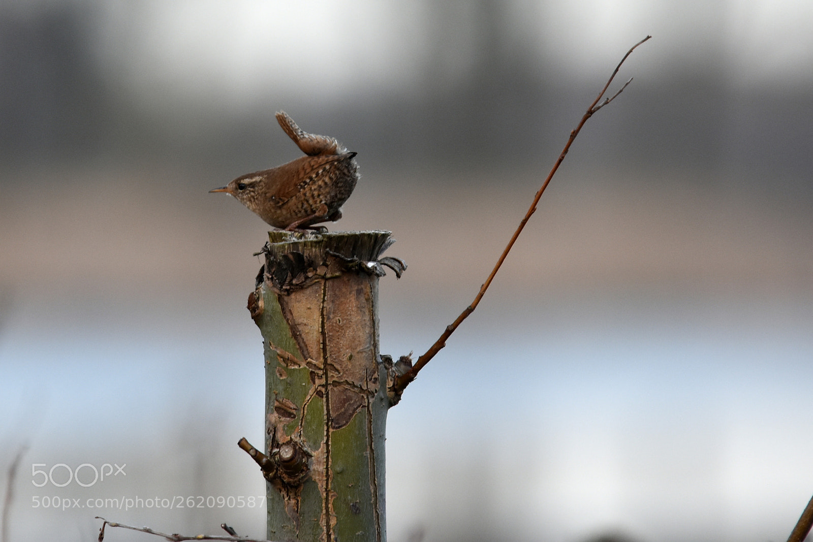 Sigma APO 100-300mm F4 EX IF HSM sample photo. Wren photography