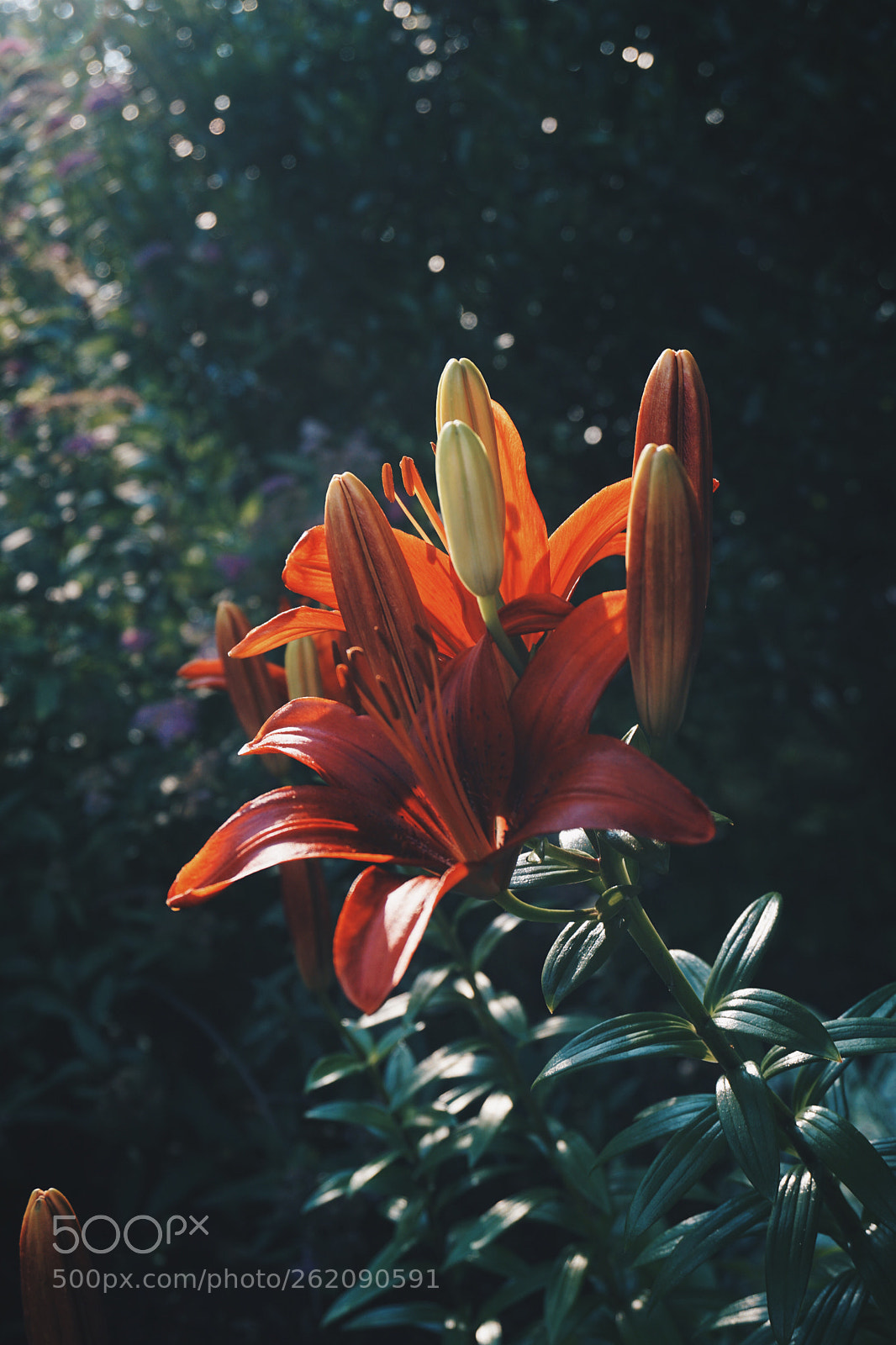 Sony a6000 sample photo. Exotic flower photography