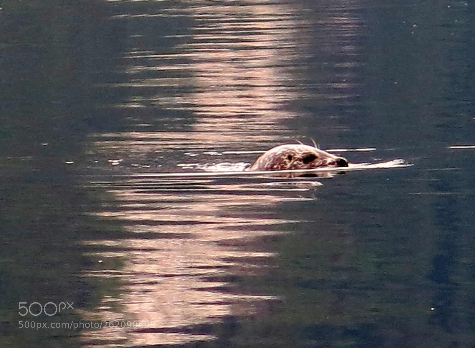 Canon PowerShot G15 sample photo. Seal photography