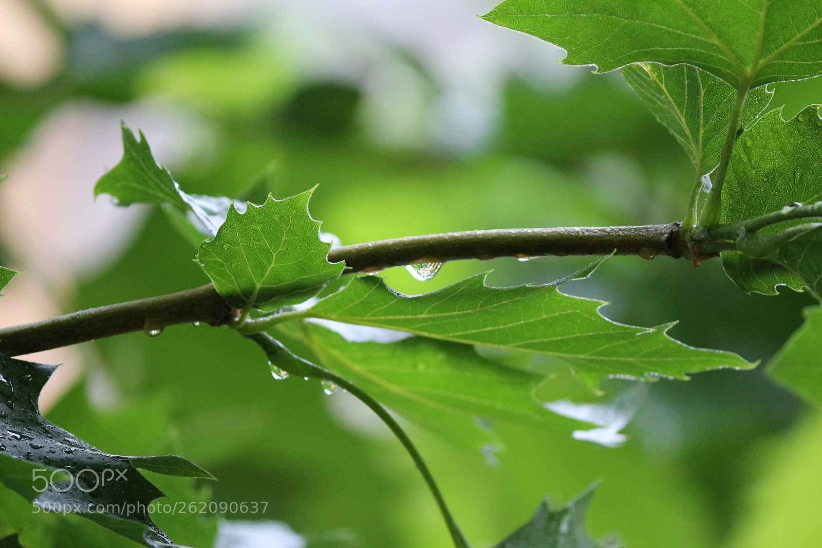 Canon EOS 100D (EOS Rebel SL1 / EOS Kiss X7) sample photo. Gocce di pioggia su photography