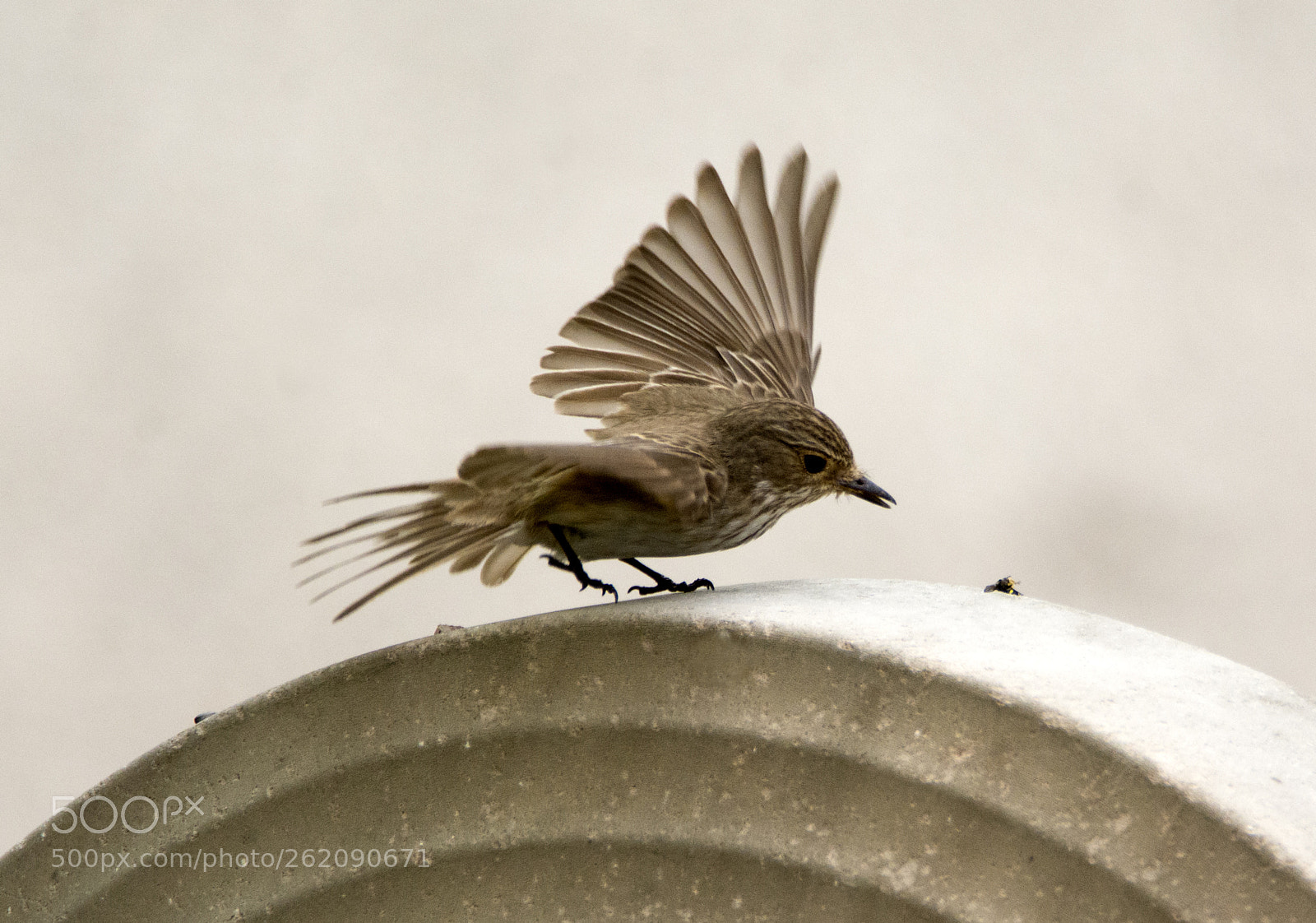 Nikon D7100 sample photo. Flycatcher attack photography