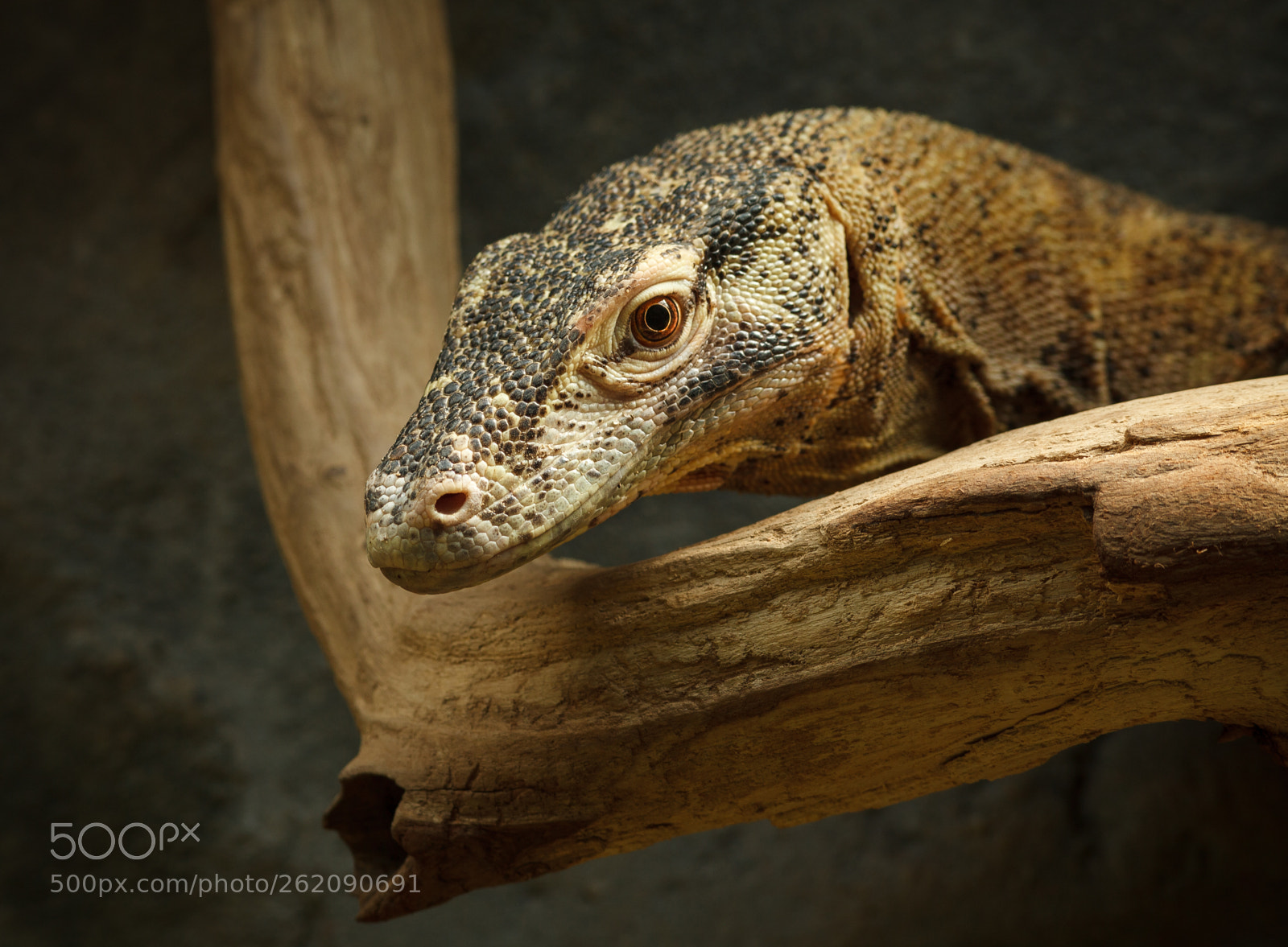 Canon EOS 5D Mark II sample photo. Eye contact photography