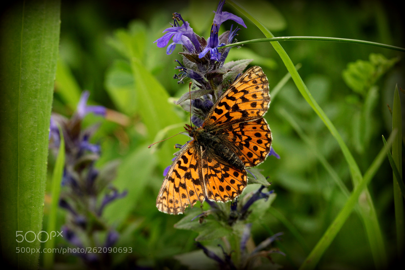 Canon EOS 5D Mark II sample photo. Stop on a flower photography