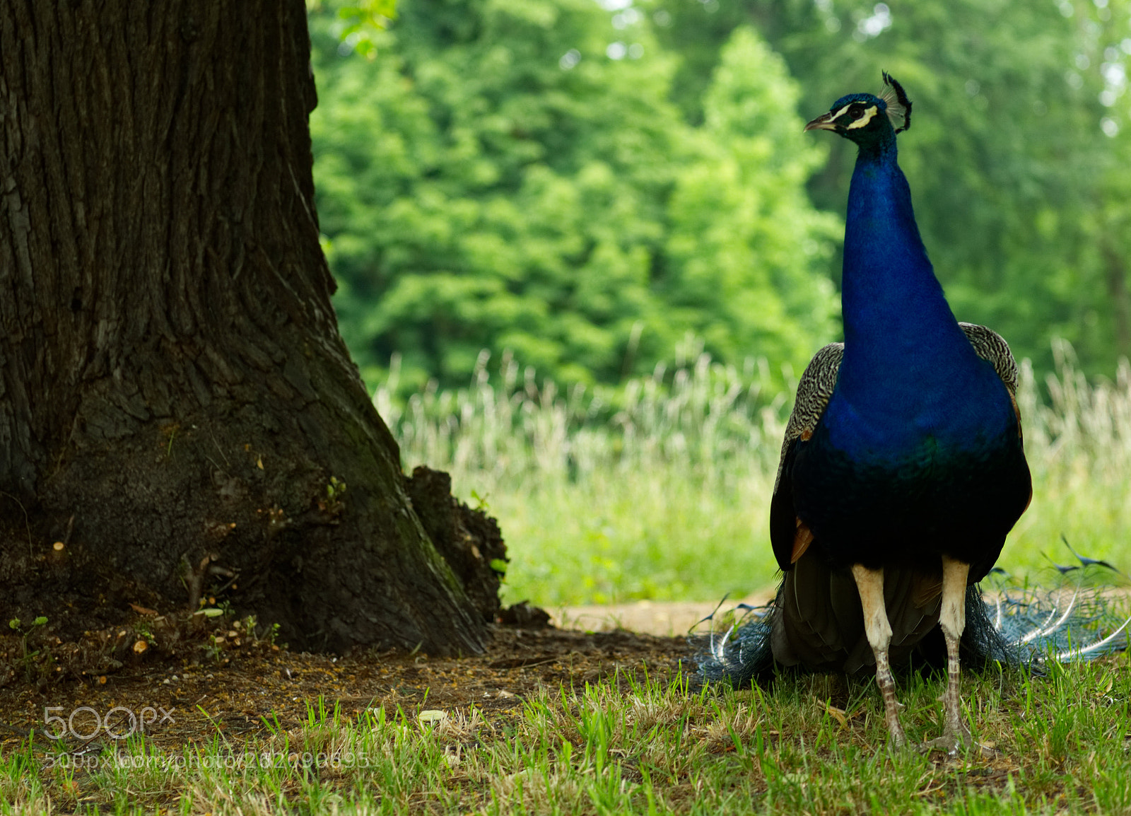 Sony a6300 sample photo. Pfau photography