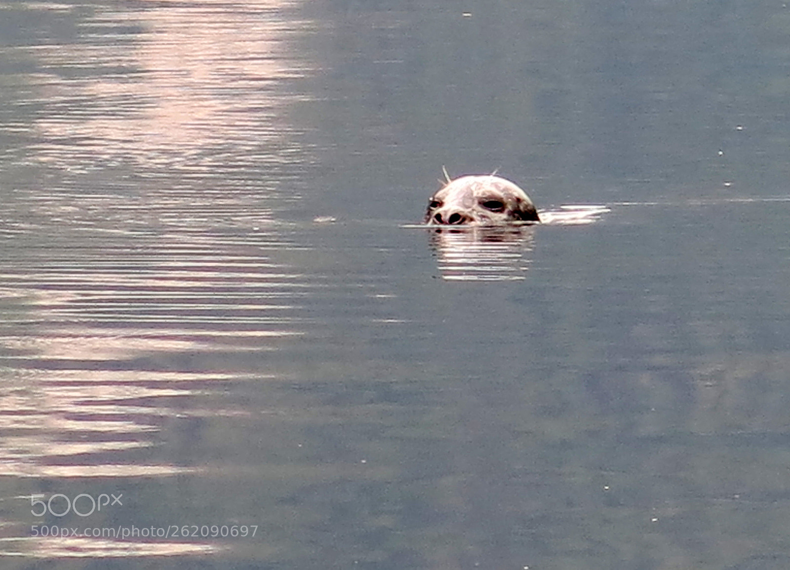 Canon PowerShot G15 sample photo. Seal photography