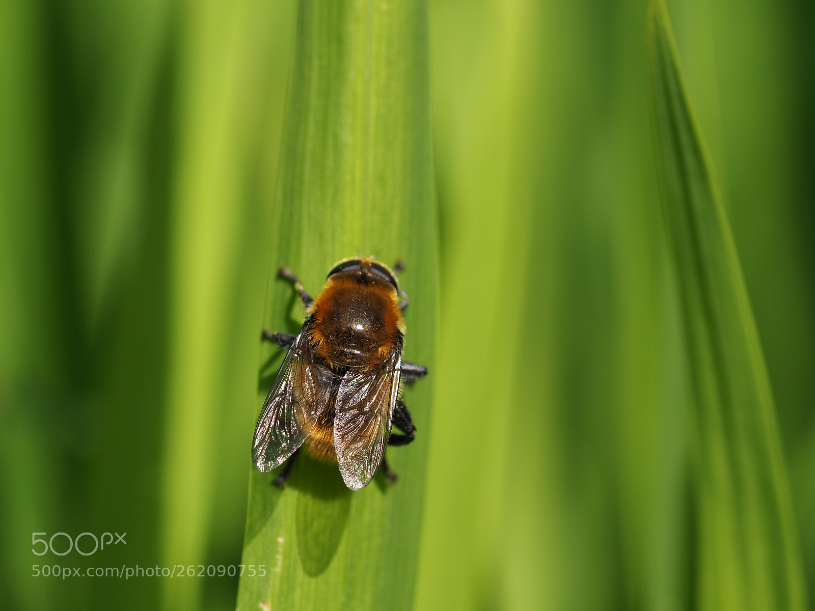 Olympus OM-D E-M1 Mark II sample photo. Bumble bee hoverfly photography