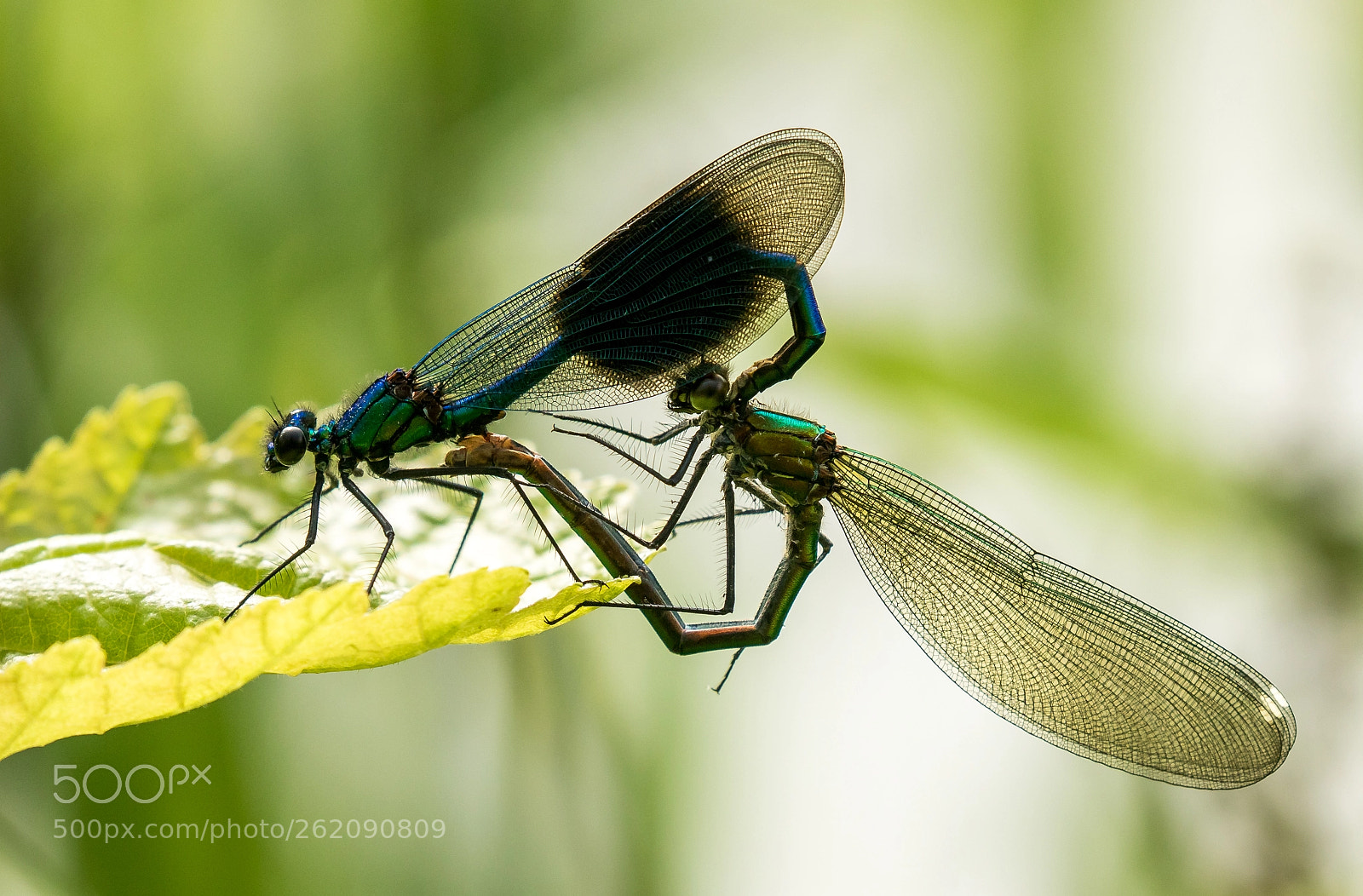 Canon EOS 7D Mark II sample photo. In flagrante delicto photography