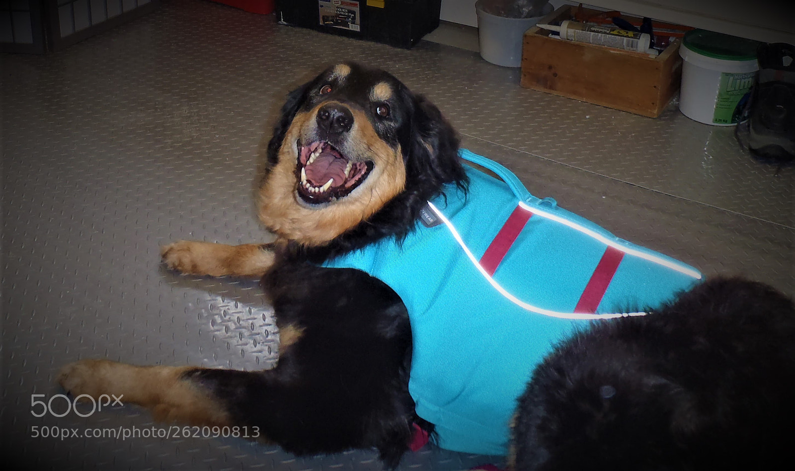 Olympus StylusTough-8010 sample photo. Canine hydrotherapy in edmonton photography
