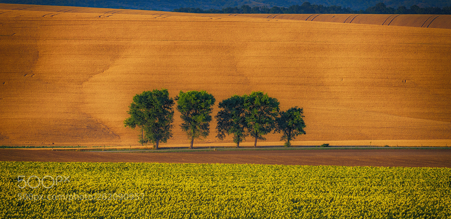 Nikon D610 sample photo. Trees photography