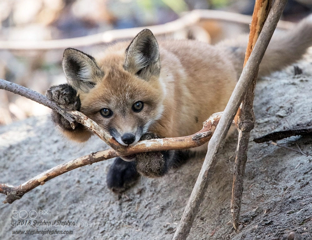 Canon EOS 7D Mark II sample photo. "aren't i cute?" photography