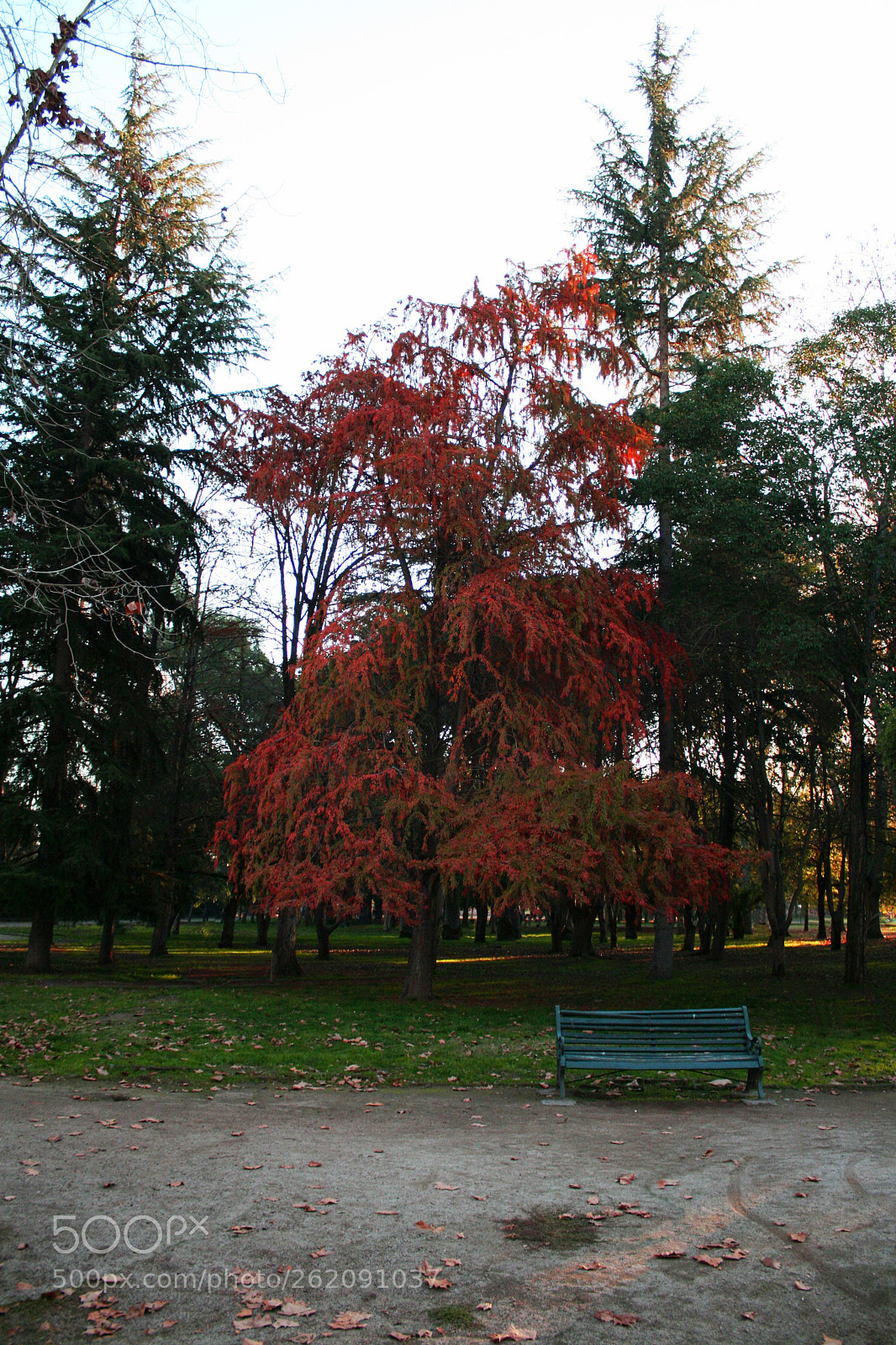 Canon EOS 400D (EOS Digital Rebel XTi / EOS Kiss Digital X) sample photo. Autumn colors photography