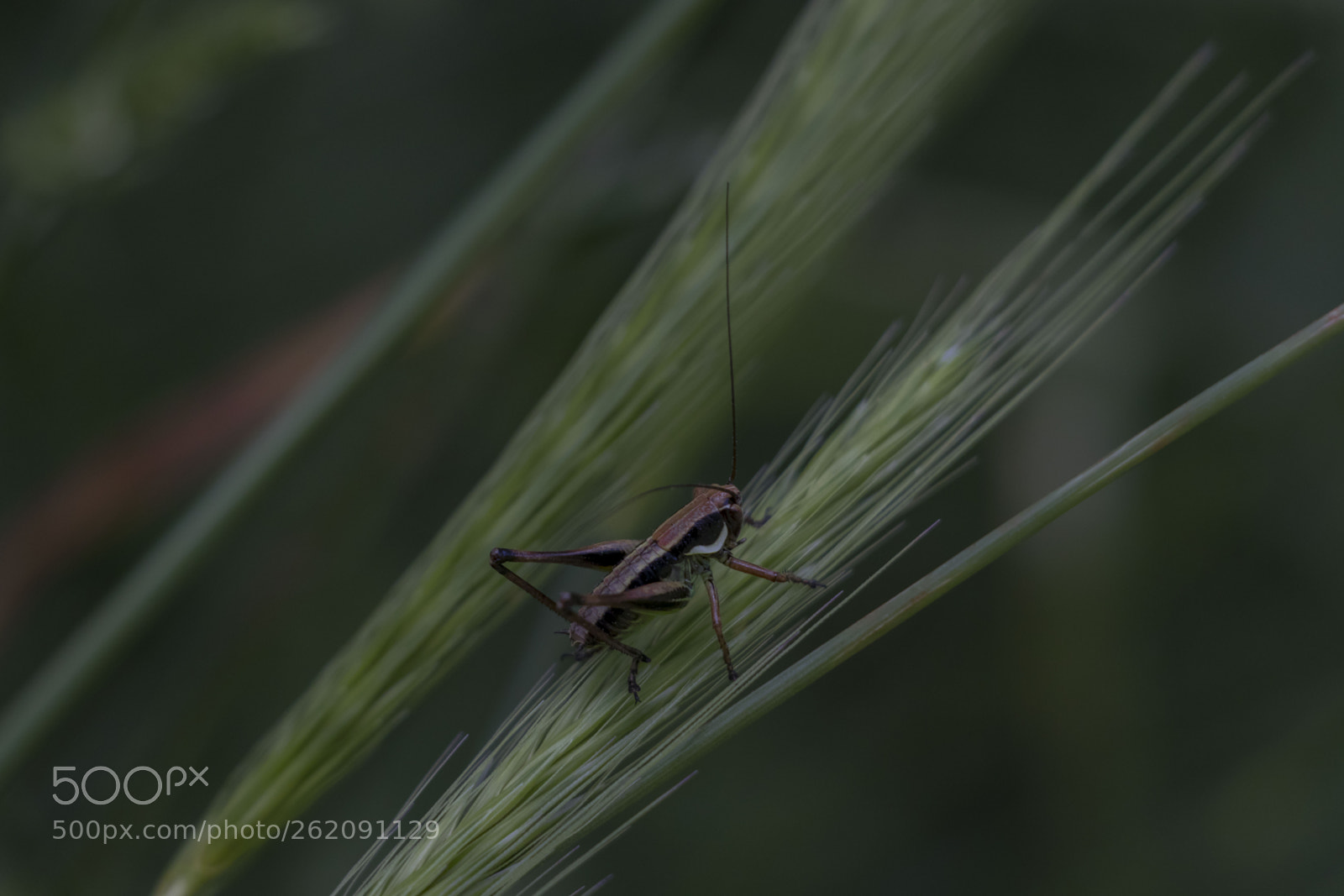 Canon EOS 80D sample photo. Buggy bug photography
