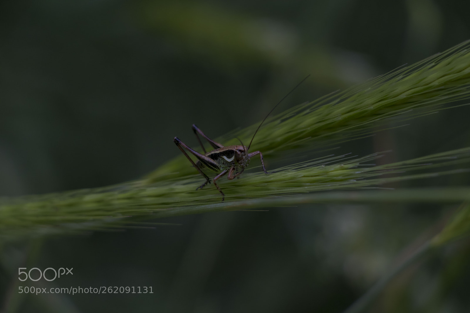 Canon EOS 80D sample photo. Buggy bug #2 photography