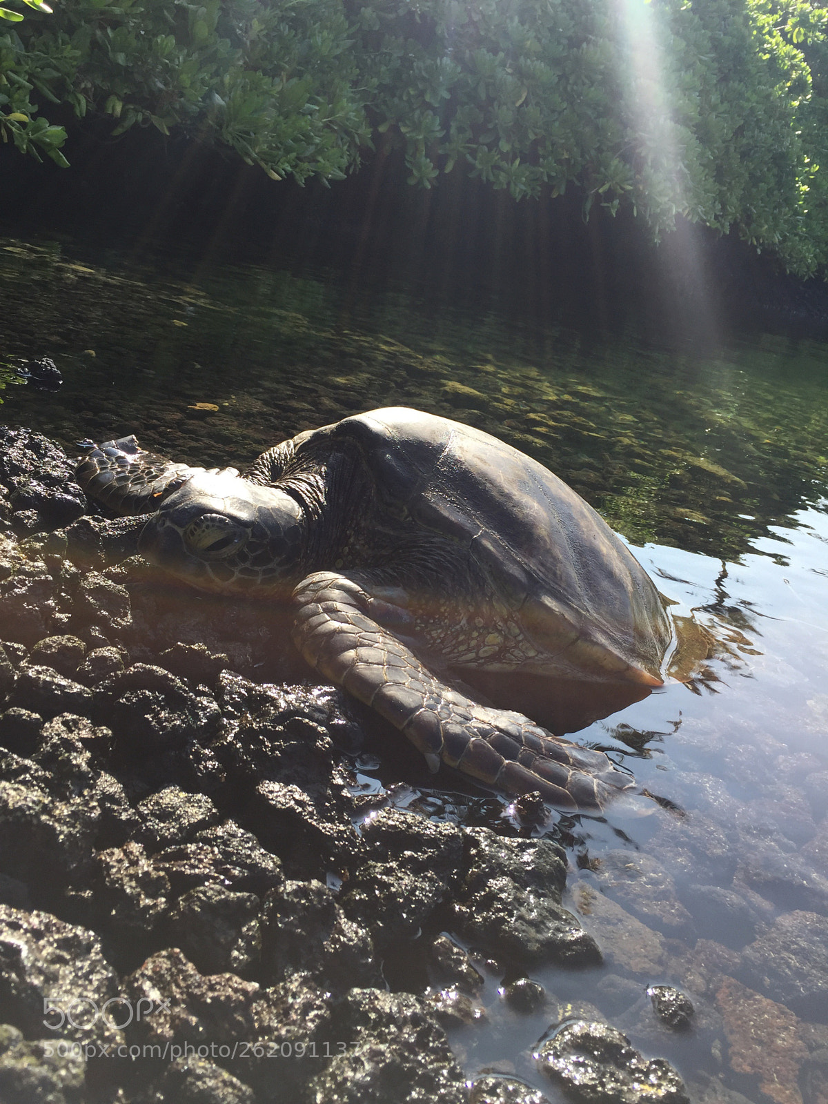 Apple iPhone 6 sample photo. Sea turtles photography