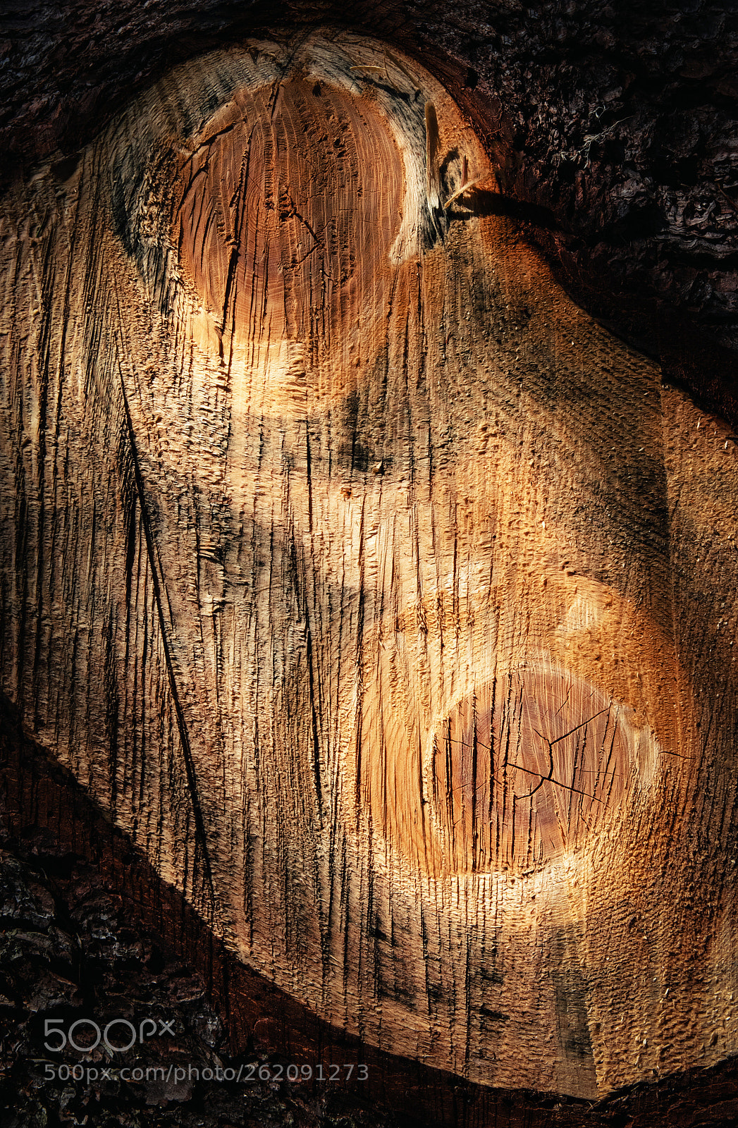 Nikon D5500 sample photo. Detail sawn branch of photography