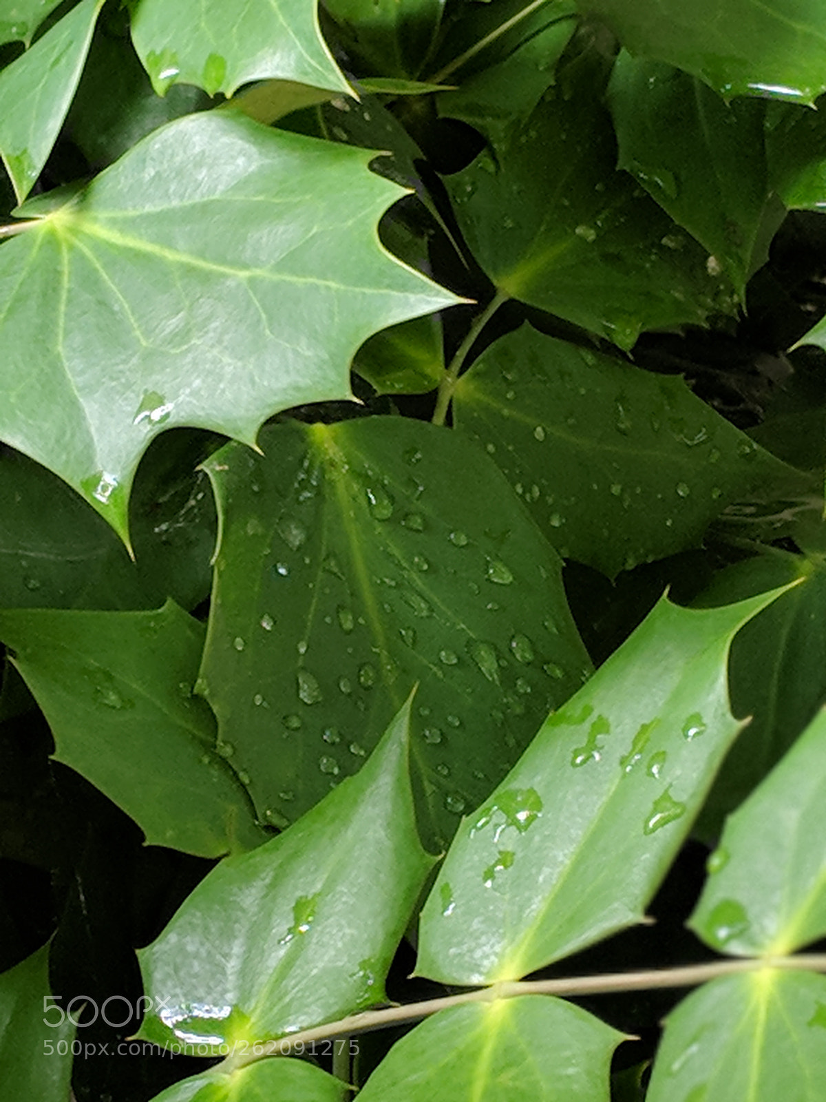 Google Pixel 2 XL sample photo. Untitled photography