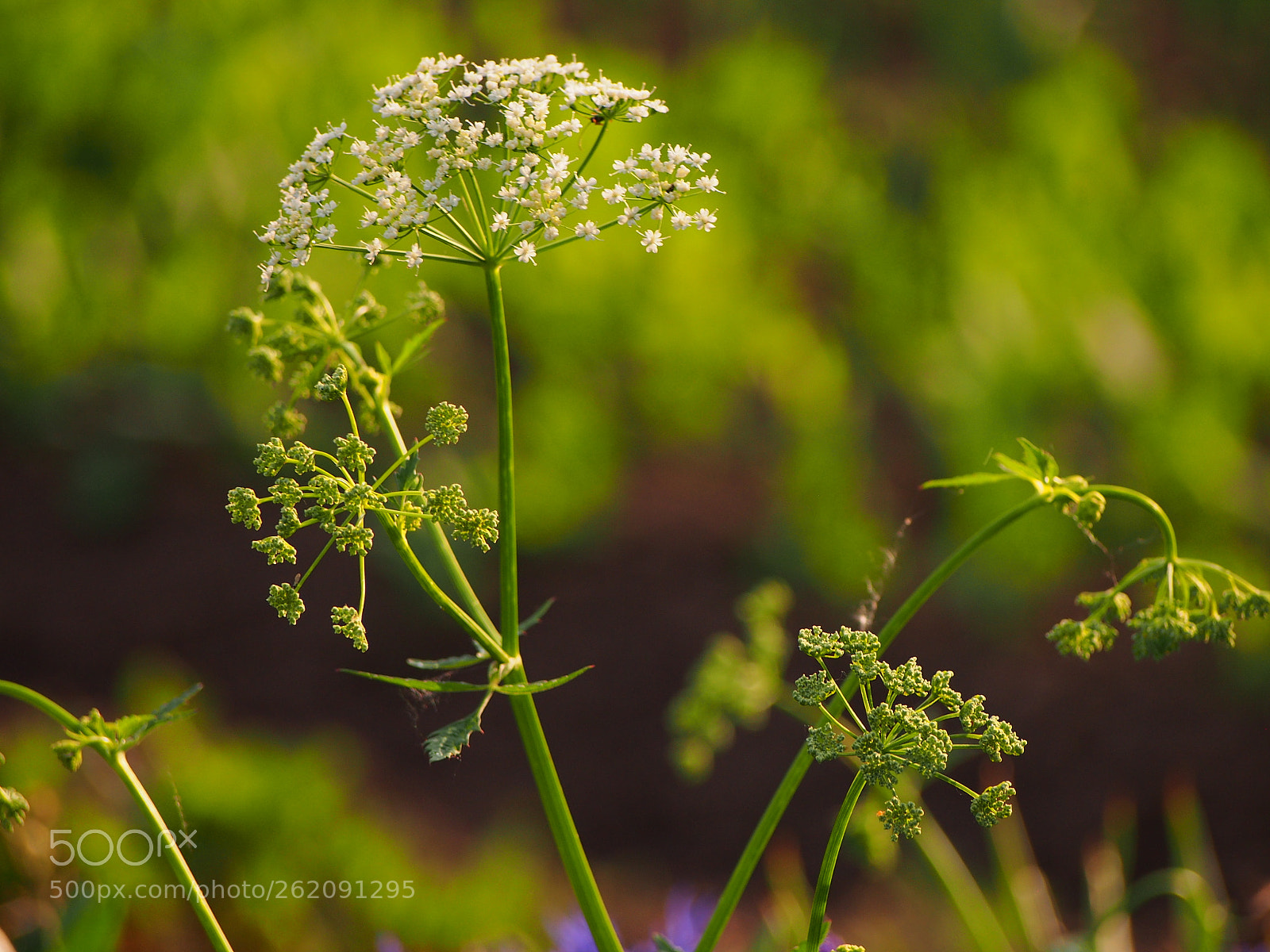 Olympus PEN E-PL5 sample photo. Peace in nature photography