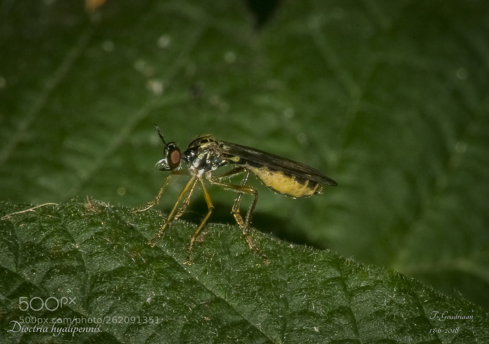 Nikon D5300 sample photo. Predatory fly (dioctria hyalipennis) photography