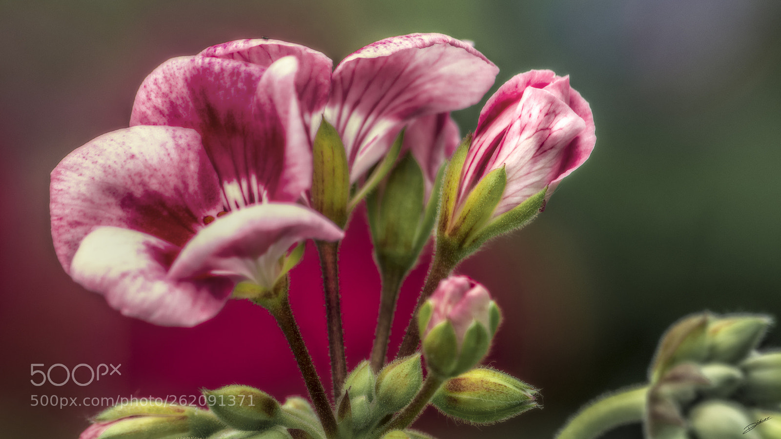 Nikon D5500 sample photo. *** flower *** photography