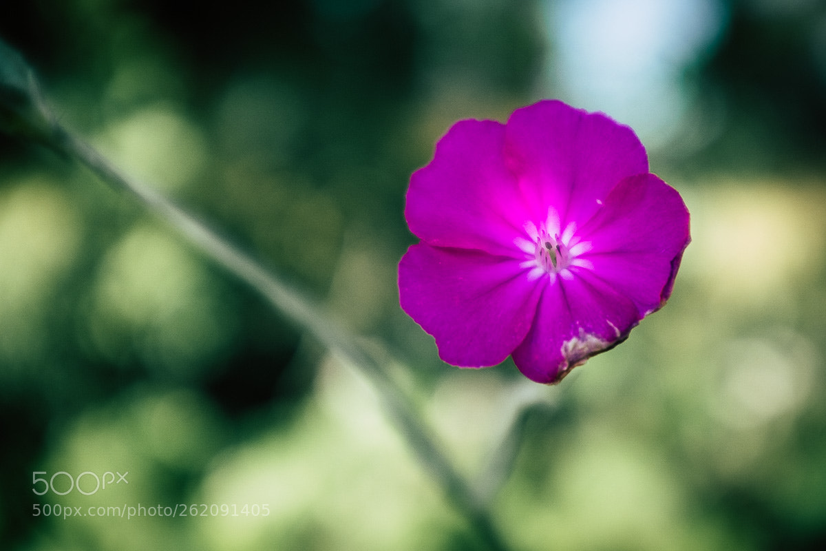 Fujifilm X100T sample photo. Lila flower photography