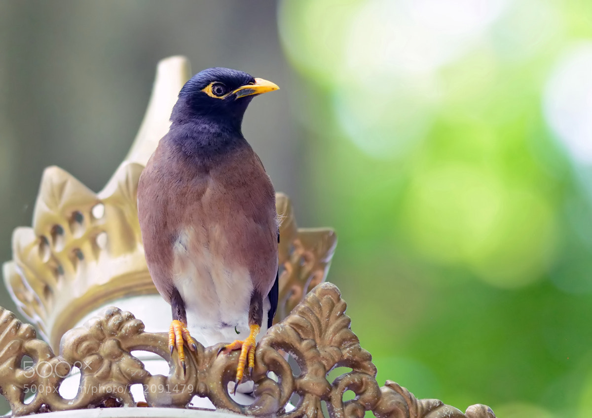 Nikon D7100 sample photo. Common myna photography