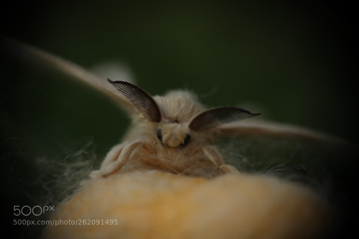 Canon EOS 80D sample photo. Silkmoth photography