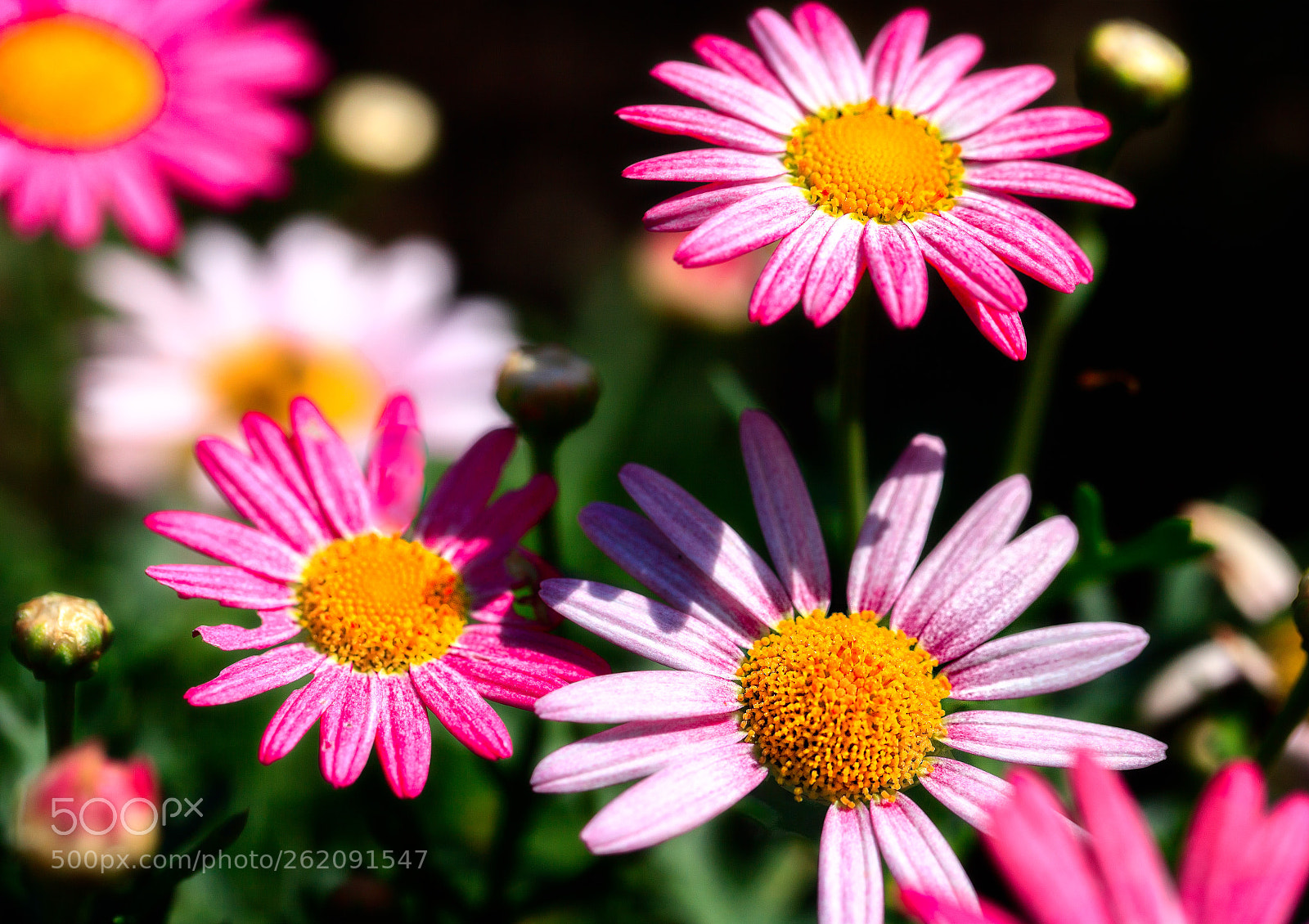Canon EOS 5D Mark II sample photo. Pink and white chrysanthemums photography