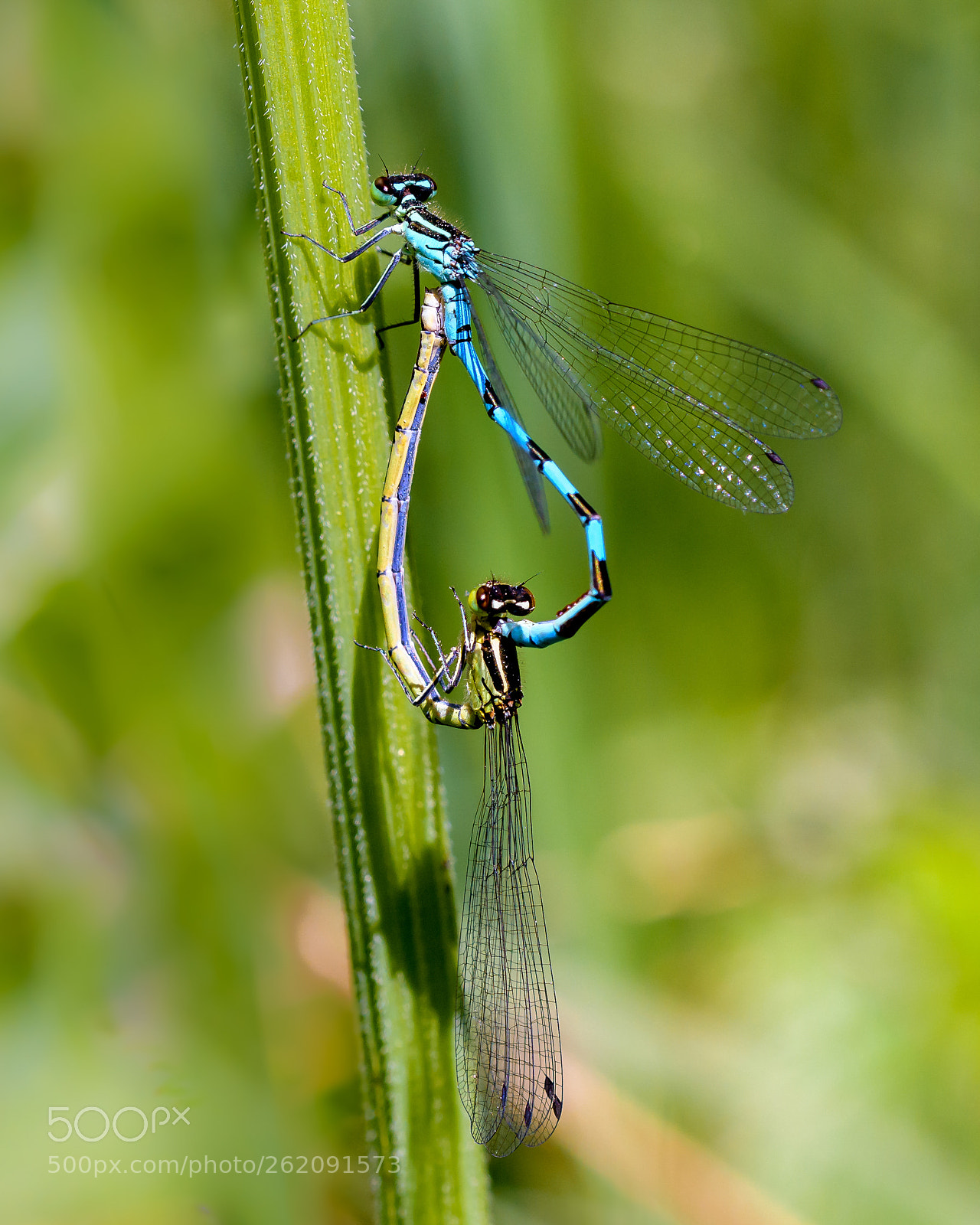 Nikon D850 sample photo. To us all, summer photography