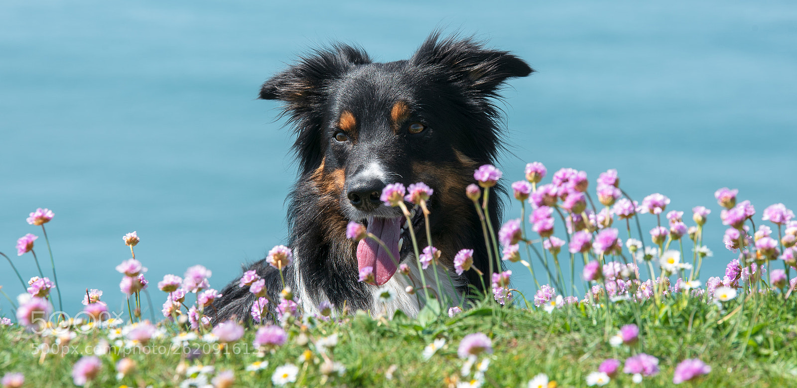 Nikon D750 sample photo. Flower boy photography