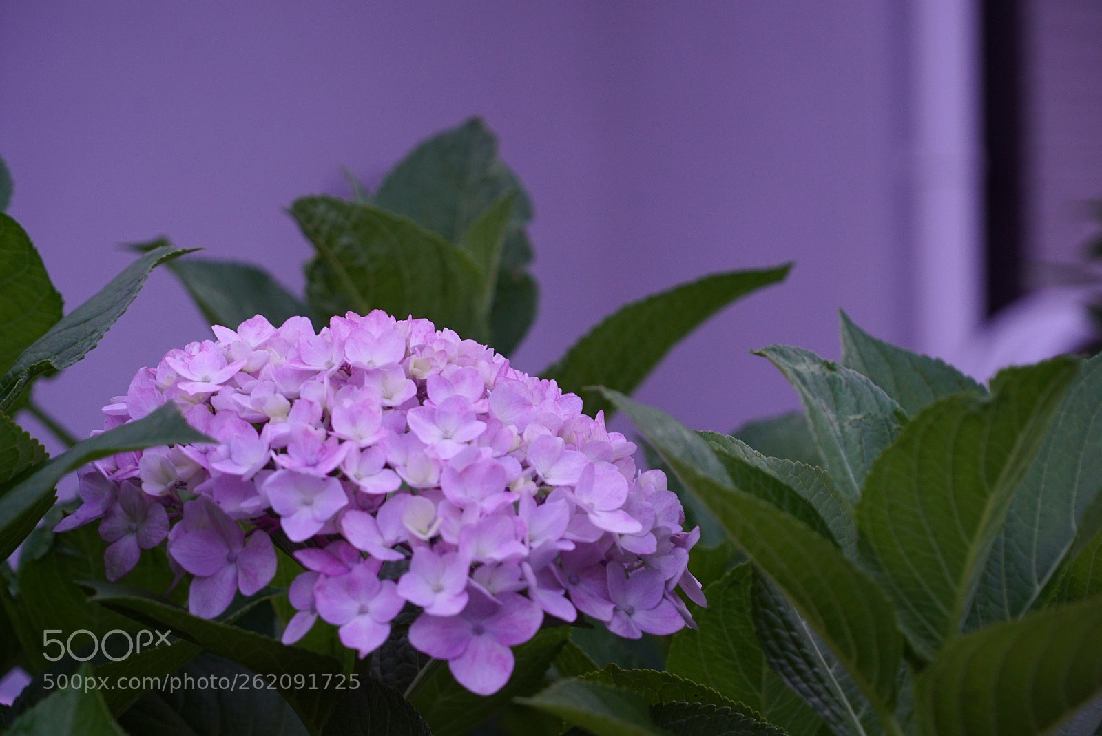 Sony a7S sample photo. Untitled photography